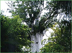 kauri