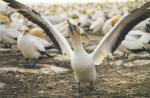 Muriwai gannet